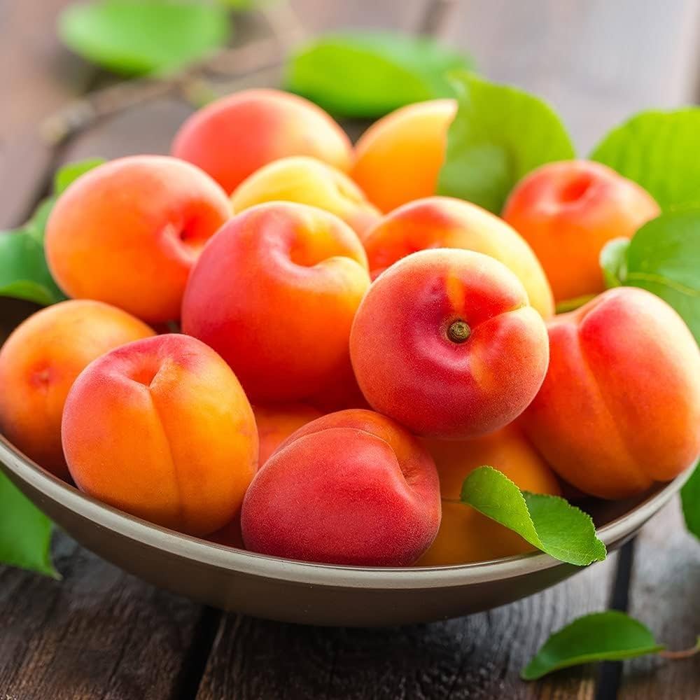 Fresh Apricot